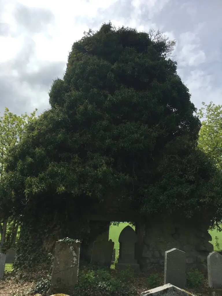 16th century church gable ivy removal